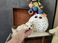 Roy Boy, a male Maltipoo for sale in Calhoun, GA – 2 of 4