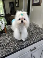 Yoko AKC, a male Maltese for sale in Calhoun, GA – 2 of 4