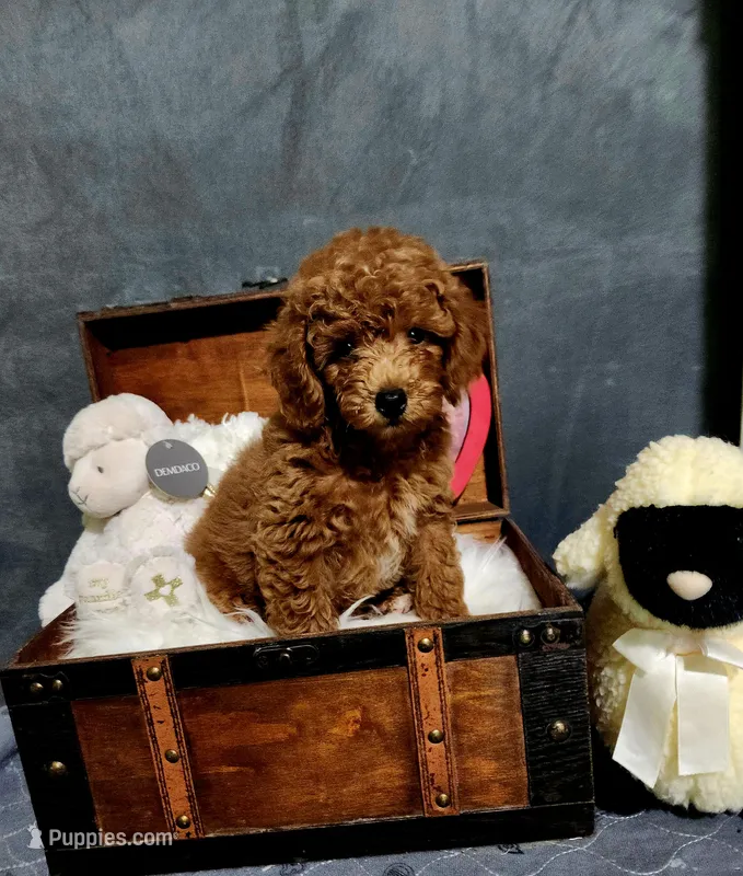 Rusty – Poodle - Toy  puppy for sale in Calhoun, GA