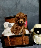 Rusty, a male Poodle - Toy  for sale in Calhoun, GA – 3 of 4
