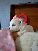 Little Dora, a female Maltese for sale in Calhoun, GA – Photo 5 of 7