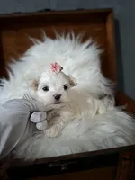 Little Dora, a female Maltese for sale in Calhoun, GA – Photo 3 of 7