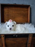 Little Dora, a female Maltese for sale in Calhoun, GA – Photo 7 of 7