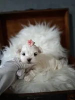 Little Dora, a female Maltese for sale in Calhoun, GA – Photo 2 of 7