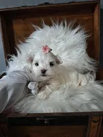 Little Dora, a female Maltese for sale in Calhoun, GA – Photo 6 of 7