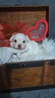 Tiny Timmy, a male Maltese for sale in Calhoun, GA – 8 of 8