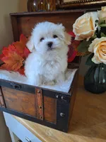 Susie, a female Maltese for sale in Calhoun, GA – 5 of 6