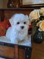 Susie, a female Maltese for sale in Calhoun, GA – 3 of 6