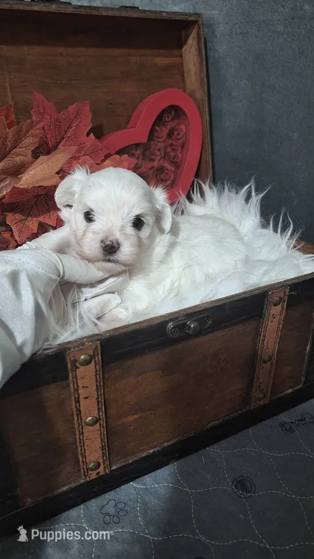 Mr.Good Lookin – Maltese puppy for sale in Calhoun, GA