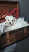 Mr.Good Lookin, a male Maltese for sale in Calhoun, GA – 1 of 3