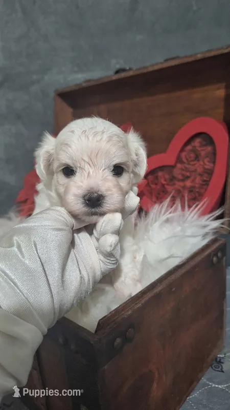 Beau  – Maltese puppy for sale in Calhoun, GA