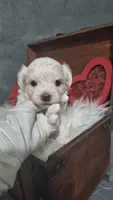 Beau , a male Maltese for sale in Calhoun, GA – 5 of 6