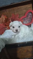 Tiny Timmy, a male Maltese for sale in Calhoun, GA – 4 of 8