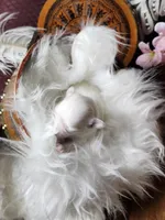 Mi, a male Maltese for sale in Calhoun, GA – Photo 3 of 5