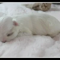 Mi, a male Maltese for sale in Calhoun, GA – Photo 4 of 5