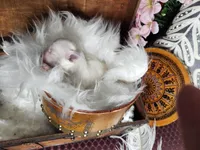 Mi, a male Maltese for sale in Calhoun, GA – Photo 2 of 5