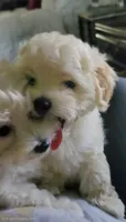 Max, a male Maltipoo for sale in Calhoun, GA – 3 of 3