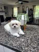 Susie Cream Cheese, a female Maltese for sale in Calhoun, GA – 2 of 7