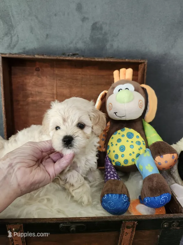 Robby – Maltipoo puppy for sale in Calhoun, GA