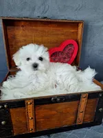 Dexter , a male Maltese for sale in Calhoun, GA – Photo 3 of 5