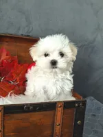 Dexter , a male Maltese for sale in Calhoun, GA – Photo 4 of 5