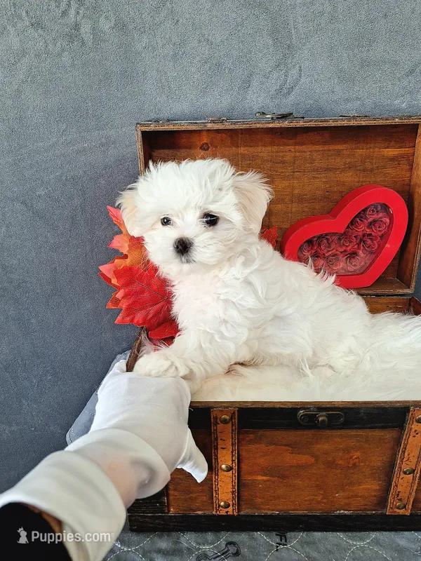 Dexter  – Maltese puppy for sale in Calhoun, GA
