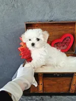 Dexter , a male Maltese for sale in Calhoun, GA – Photo 1 of 5