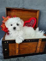 Dexter , a male Maltese for sale in Calhoun, GA – Photo 2 of 5