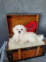 Dexter , a male Maltese for sale in Calhoun, GA – Photo 5 of 5