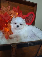 AKC Meeko 4 to 5 lbs, a male Maltese for sale in Calhoun, GA – Photo 8 of 8