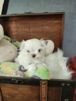 AKC Meeko 4 to 5 lbs, a male Maltese for sale in Calhoun, GA – Photo 6 of 8
