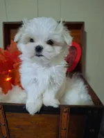 AKC Meeko 4 to 5 lbs, a male Maltese for sale in Calhoun, GA – Photo 2 of 8