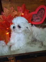 AKC Meeko 4 to 5 lbs, a male Maltese for sale in Calhoun, GA – Photo 5 of 8