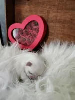 AKC Meeko 4 to 5 lbs, a male Maltese for sale in Calhoun, GA – Photo 7 of 8