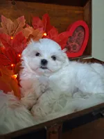 AKC Meeko 4 to 5 lbs, a male Maltese for sale in Calhoun, GA – Photo 3 of 8