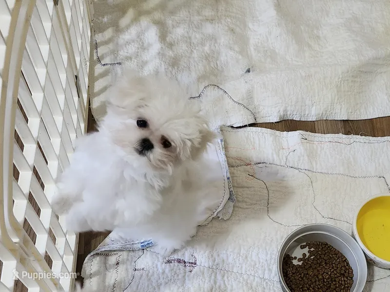 AKC Meeko 4 to 5 lbs