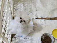 AKC Meeko 4 to 5 lbs, a male Maltese for sale in Calhoun, GA – Photo 1 of 8