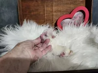 Christy, a female Maltese for sale in Calhoun, GA – 5 of 6