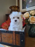 Susie, a female Maltese for sale in Calhoun, GA – 6 of 6