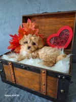 Red 🌹 Maltipoo, a female Maltipoo and Maltese for sale in Calhoun, GA – Photo 9 of 10