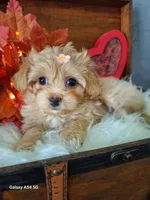 Red 🌹 Maltipoo, a female Maltipoo and Maltese for sale in Calhoun, GA – Photo 3 of 10