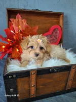 Red 🌹 Maltipoo, a female Maltipoo and Maltese for sale in Calhoun, GA – Photo 10 of 10