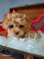 Red 🌹 Maltipoo, a female Maltipoo and Maltese for sale in Calhoun, GA – Photo 1 of 10