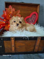 Red 🌹 Maltipoo, a female Maltipoo and Maltese for sale in Calhoun, GA – Photo 7 of 10