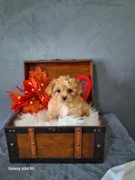 Red 🌹 Maltipoo, a female Maltipoo and Maltese for sale in Calhoun, GA – Photo 8 of 10
