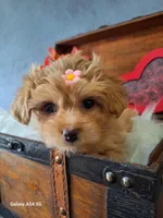 Red 🌹 Maltipoo, a female Maltipoo and Maltese for sale in Calhoun, GA – Photo 5 of 10