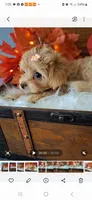 Red 🌹 Maltipoo, a female Maltipoo and Maltese for sale in Calhoun, GA – Photo 2 of 10