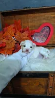 AKC Bradly, a male Maltese for sale in Calhoun, GA – 3 of 4