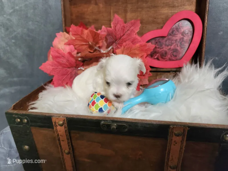 Jo Jo – Maltipoo, Maltese puppy for sale in Calhoun, GA