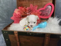 Tiny Jo Jo , a female Maltipoo and Maltese for sale in Calhoun, GA – 1 of 4